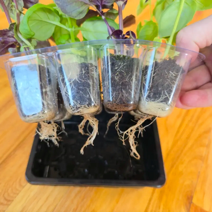 Grab & Grow Pre-Seeded Starter Kit
